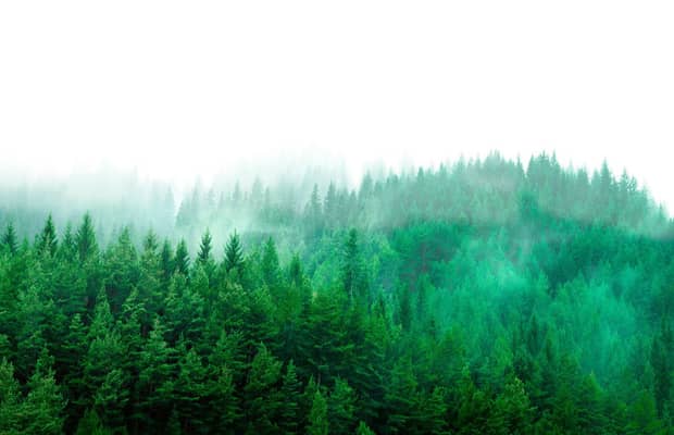 Ansicht eines Waldstücks im leichten Nebel