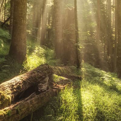 Corporate Sustainability