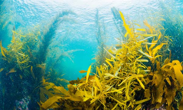 Seaweed as an alternative fibre source to wood