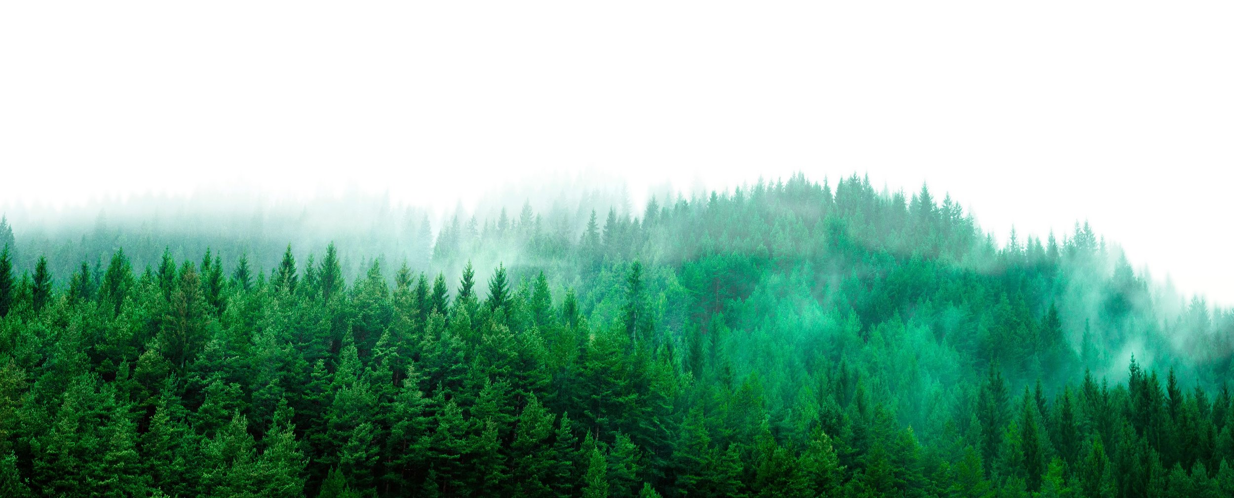 Ansicht eines Waldstücks im leichten Nebel