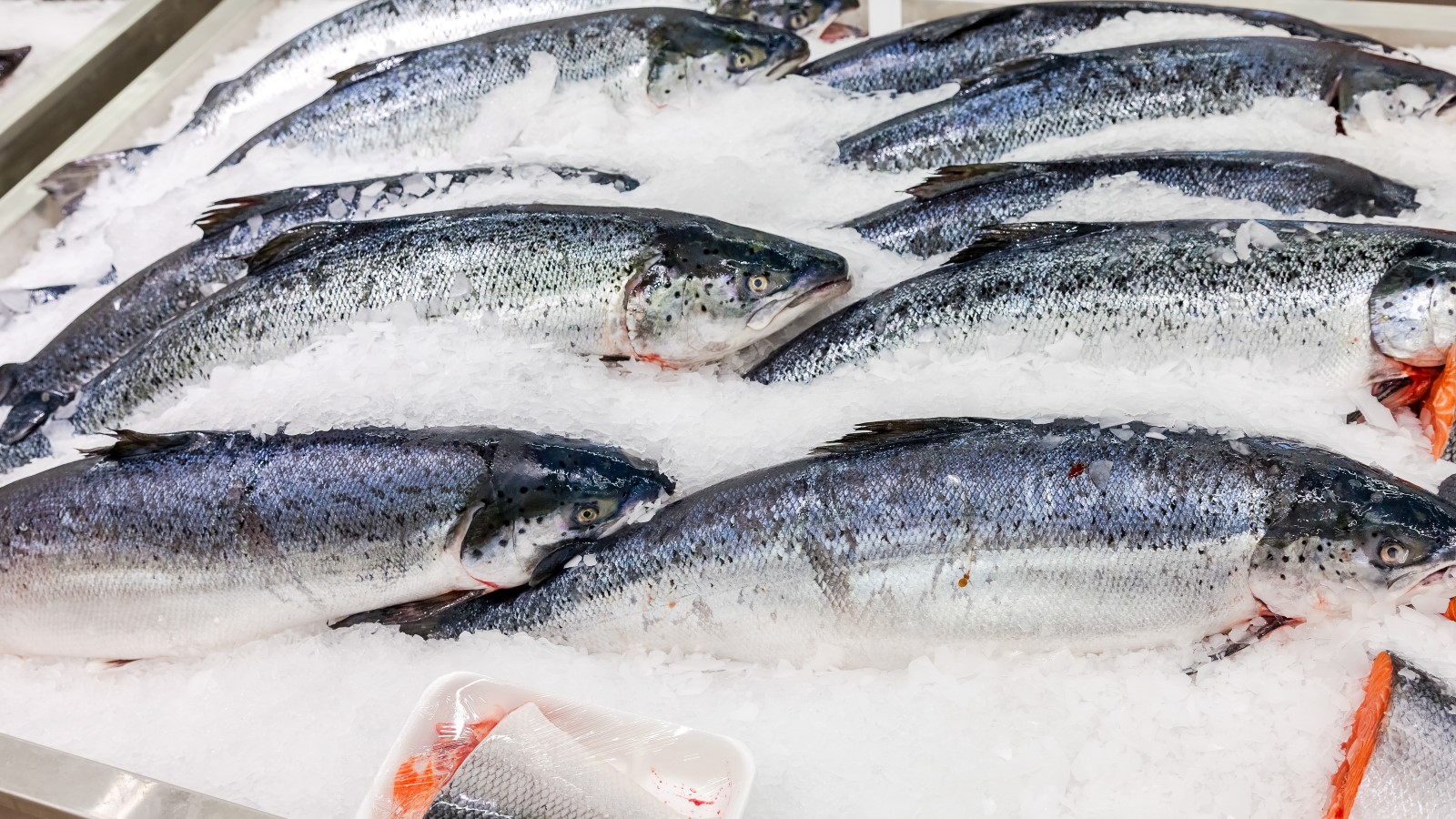 Mehrere Fische liegen auf Eis.