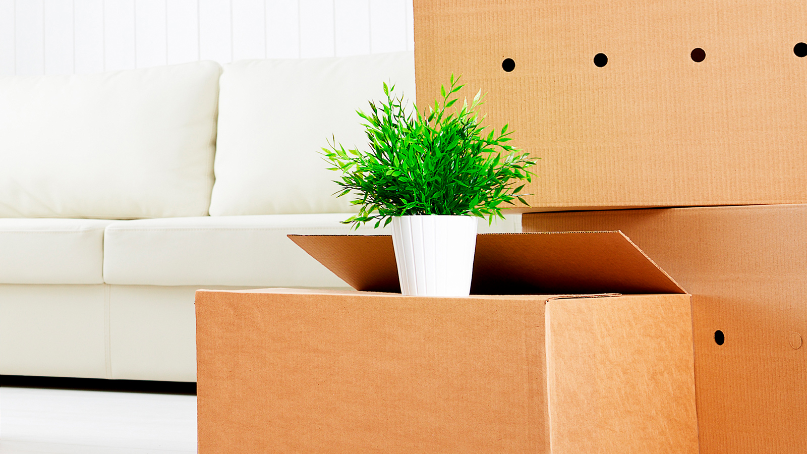 pahvilaatikoita ja kasvi