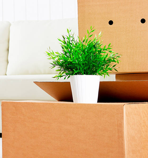 pahvilaatikoita ja kasvi