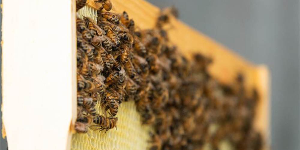 In May 2022, our Reading Mill in Pennsylvania, USA, populated its first four beehives on site.