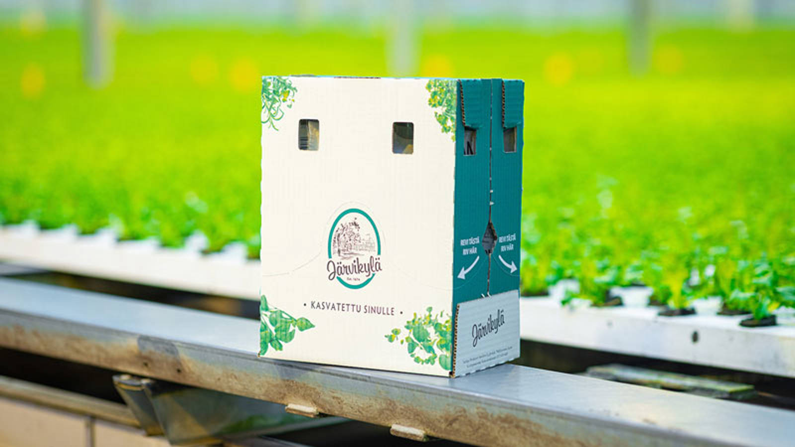 aaltopahvilaatikko kasvihuoneessa