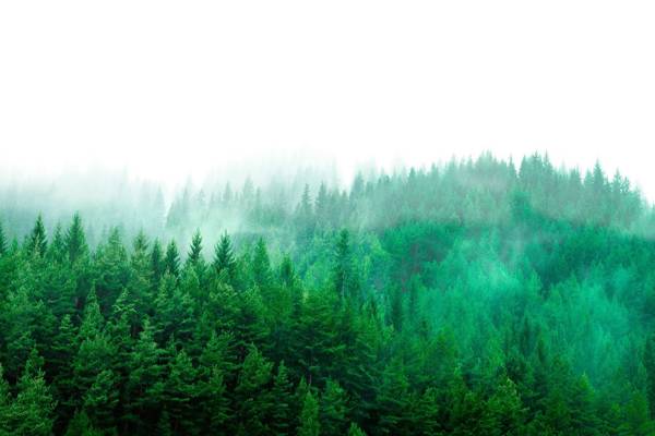 Ansicht auf ein Waldstück, das im leichten Nebel steht