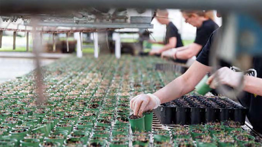 Svegron kasvihuoneissa kasvaa uusia tuotteita