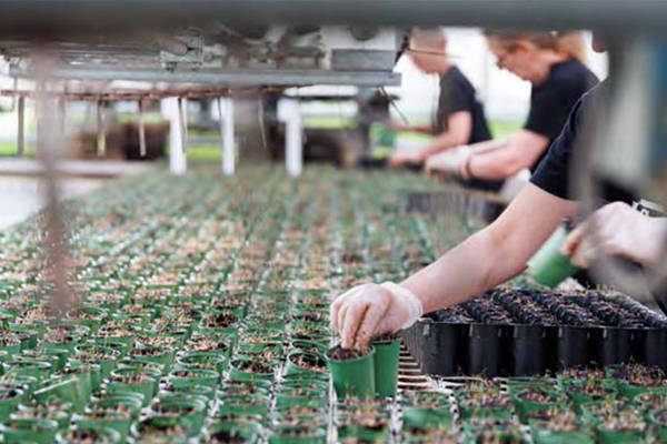 Svegron kasvihuoneissa kasvaa uusia tuotteita