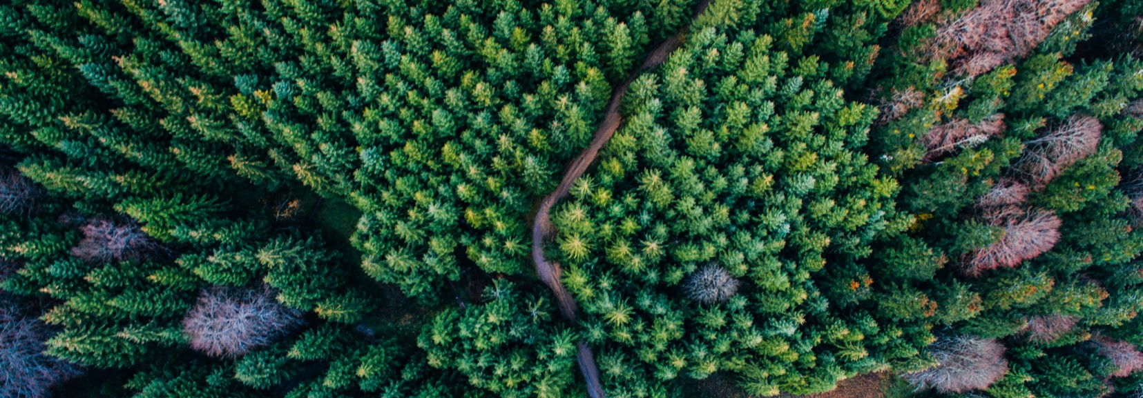 Estamos a proteger a floresta global