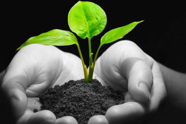 Two hands holding some earth. There is a sampling growing out of this pile of earth.
