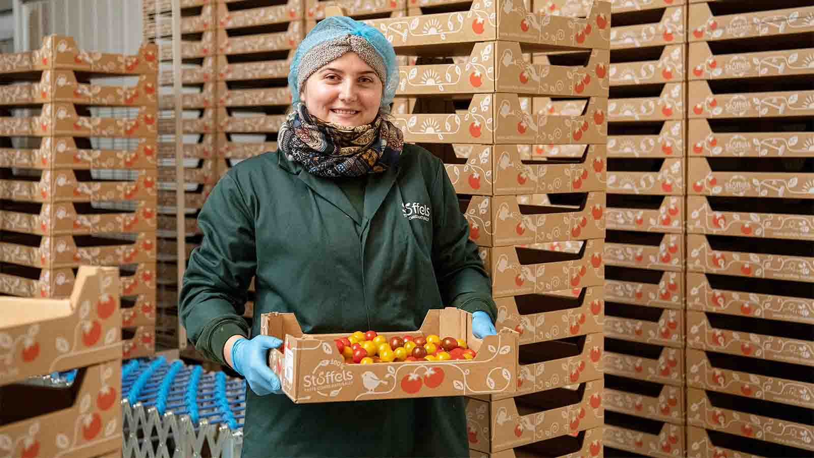vrouw in magazijn met golfkartonnen tomatentray van Stoffels tomaten
