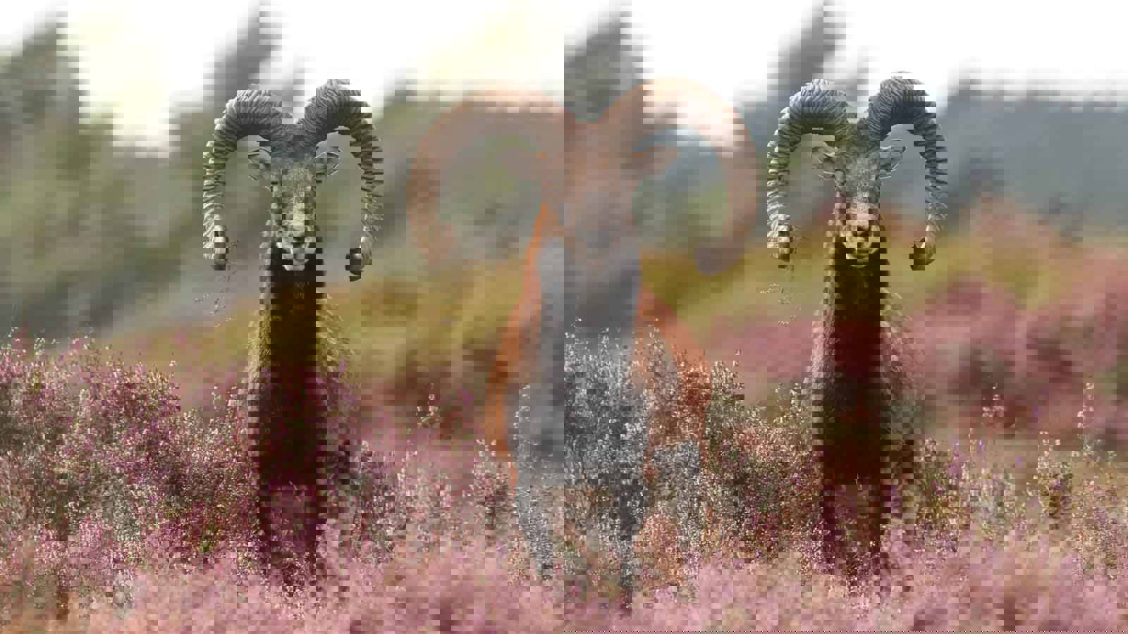 Moeflon tussen de paarse heide op de Hoge Veluwe