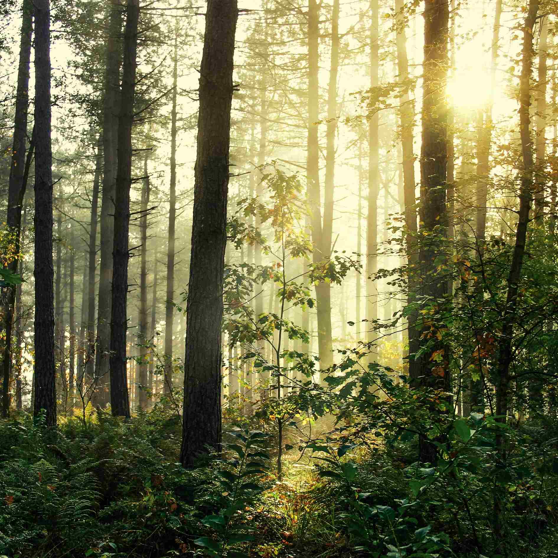 Waldpanorama im Morgenlicht